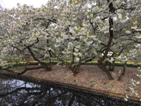 Keukenhof - cerisiers du Japon